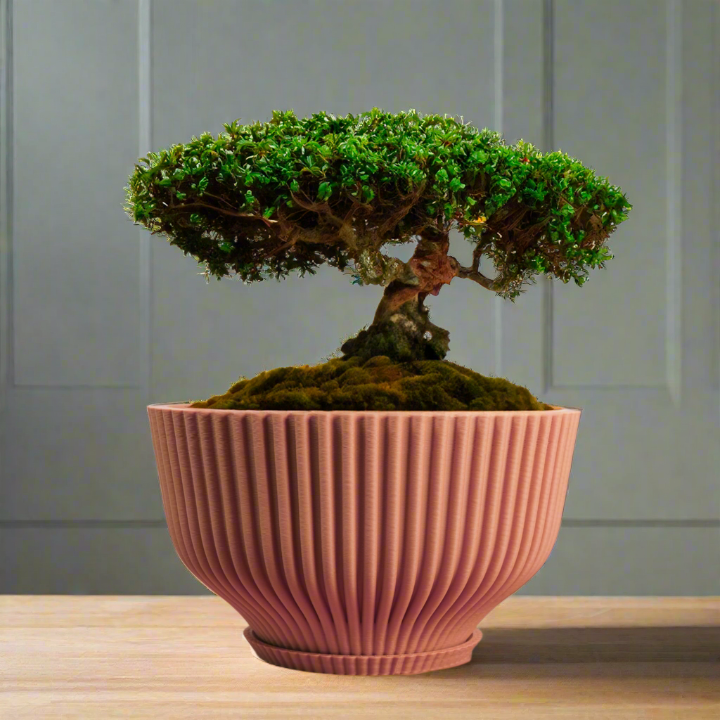 Bonsai/Tray
