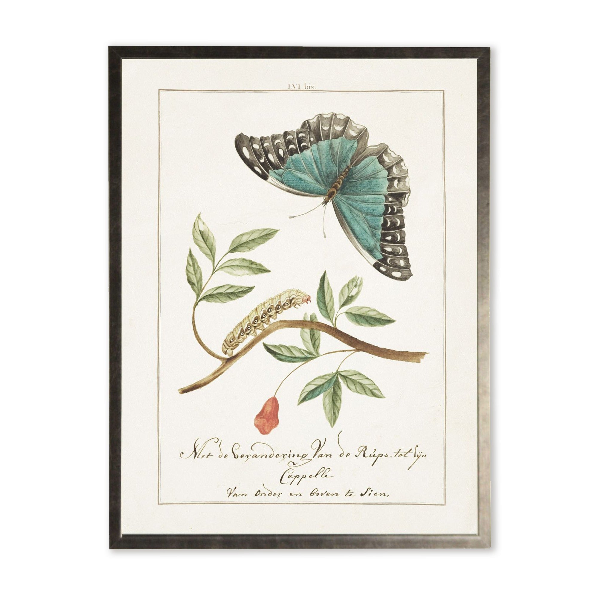 Butterfly/Frame