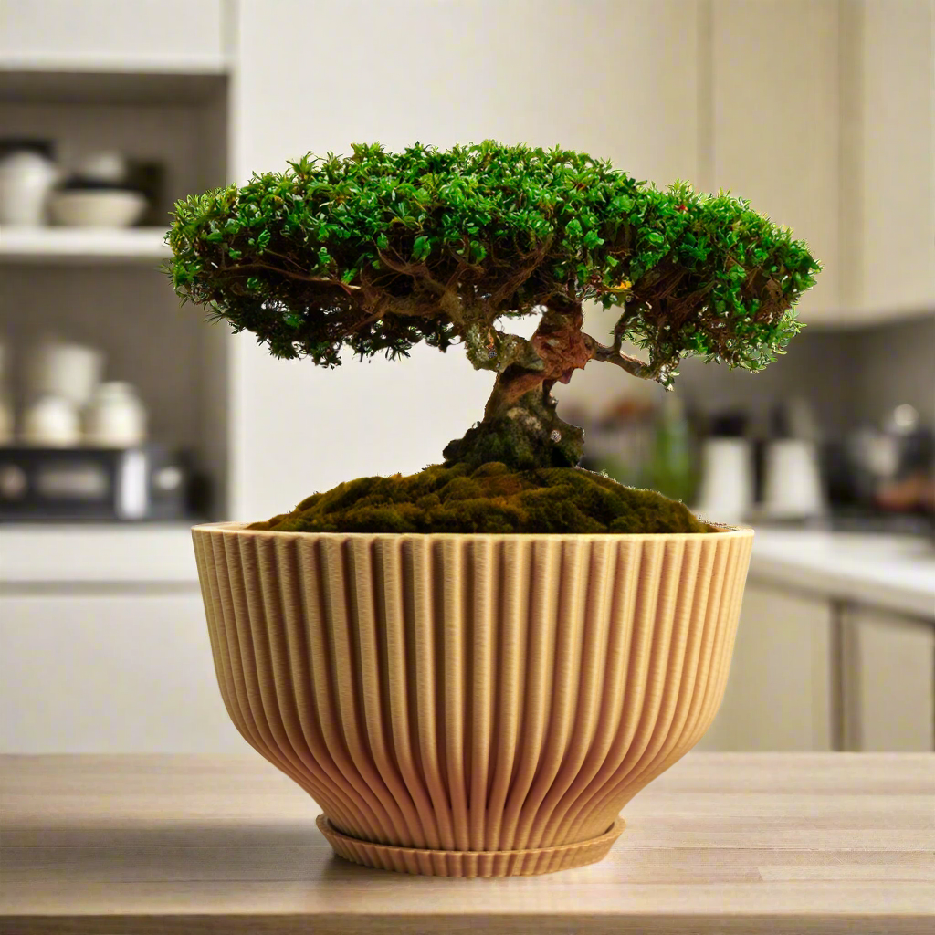 Bonsai/Tray
