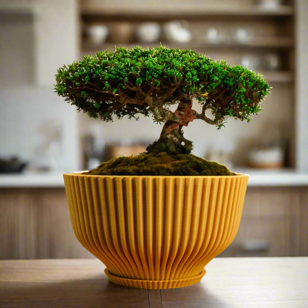 Bonsai/Tray