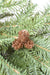 Spruce/Wreath - ARCHDEKOR® LLC