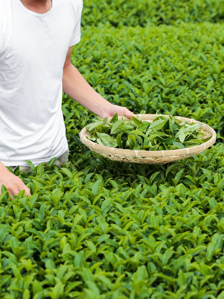 Morihata/Tea