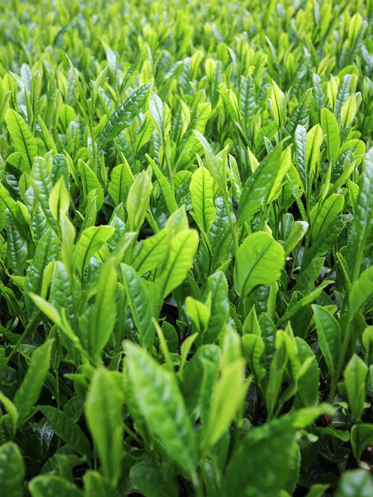 Morihata/Tea
