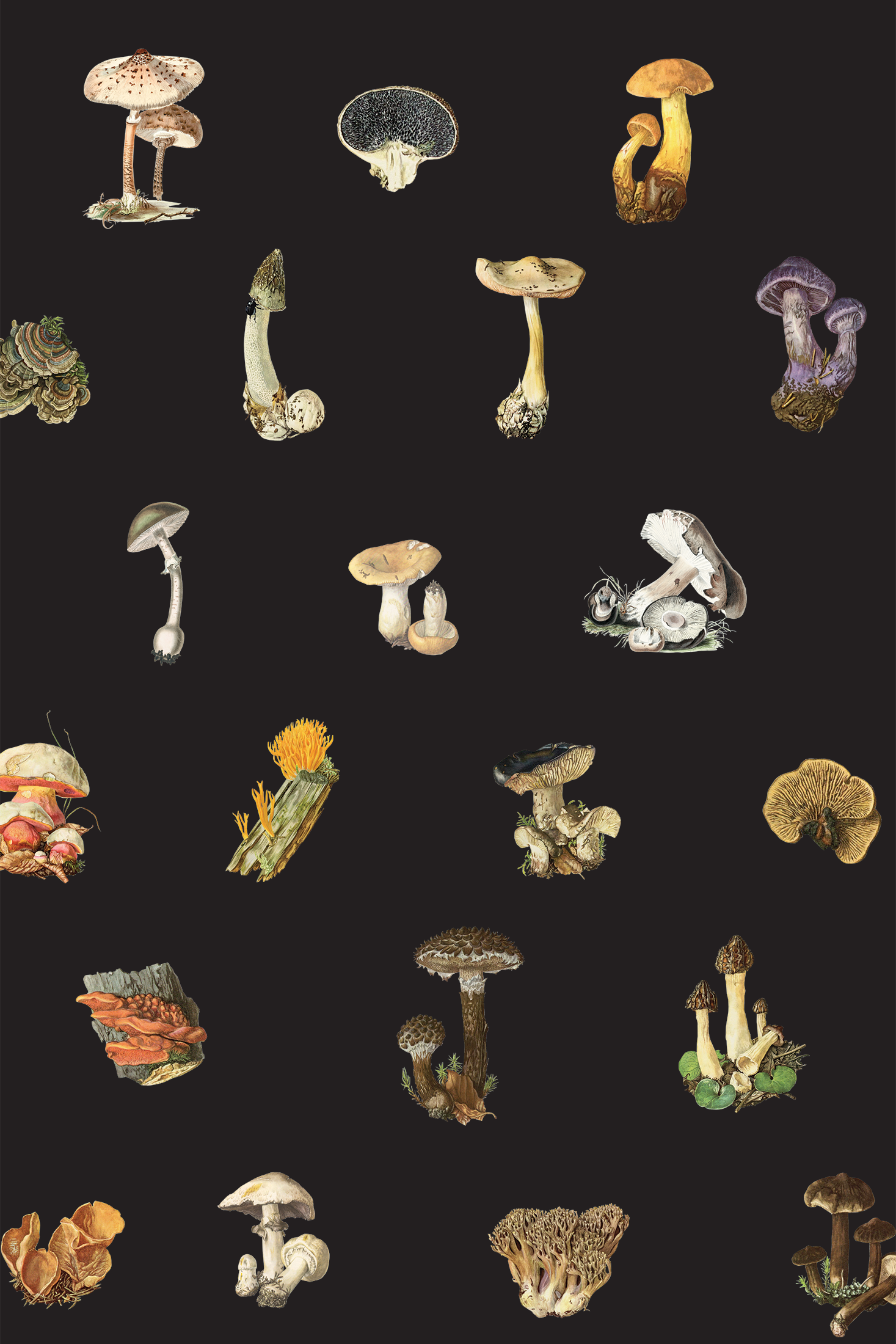 Mushrooms/Magic