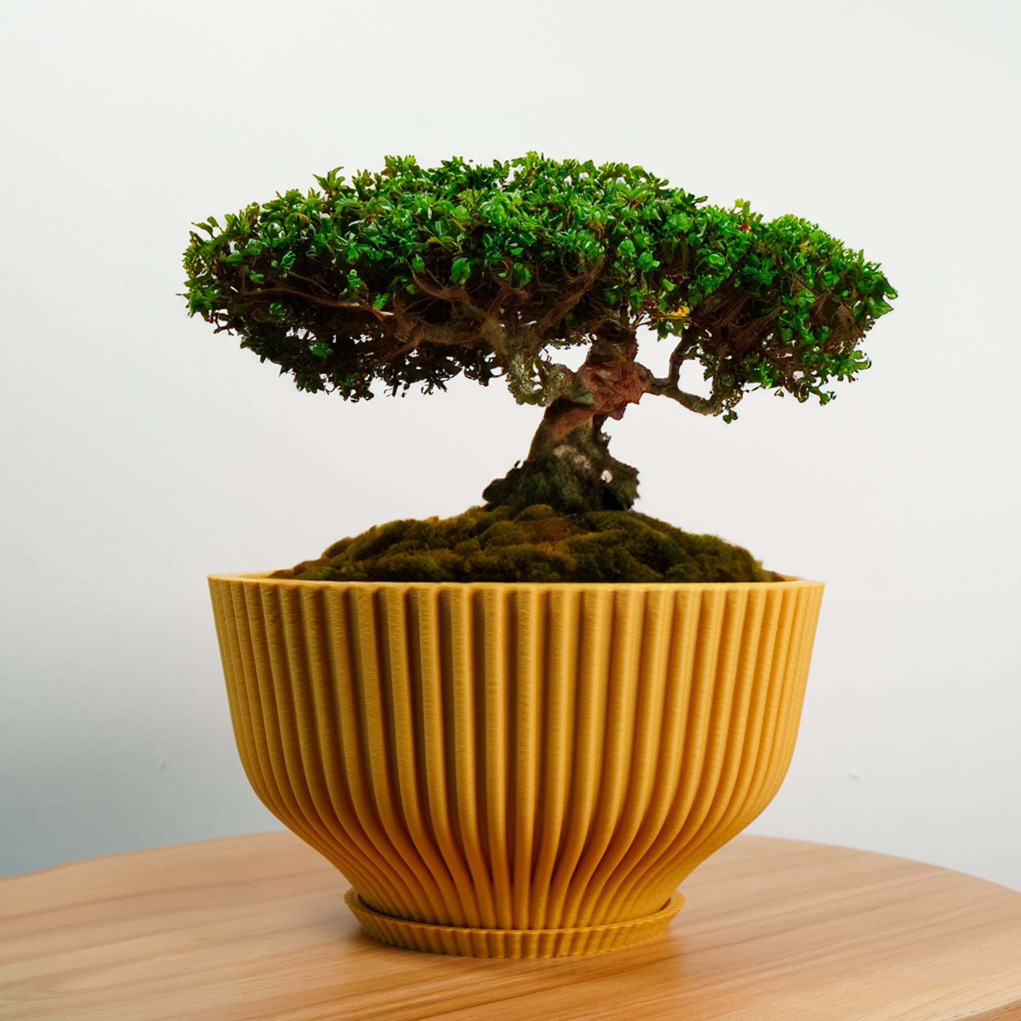 Bonsai/Tray