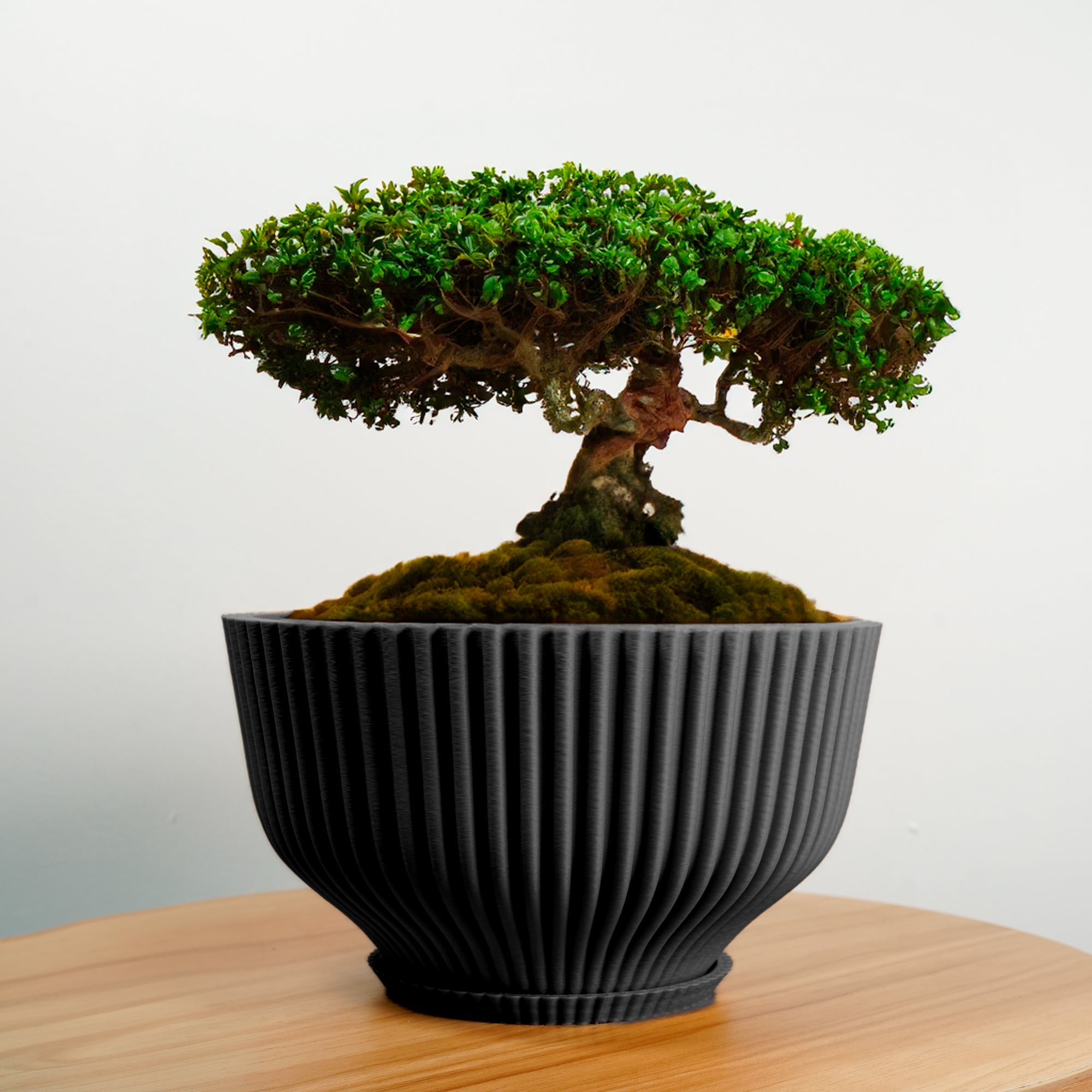 Bonsai/Tray