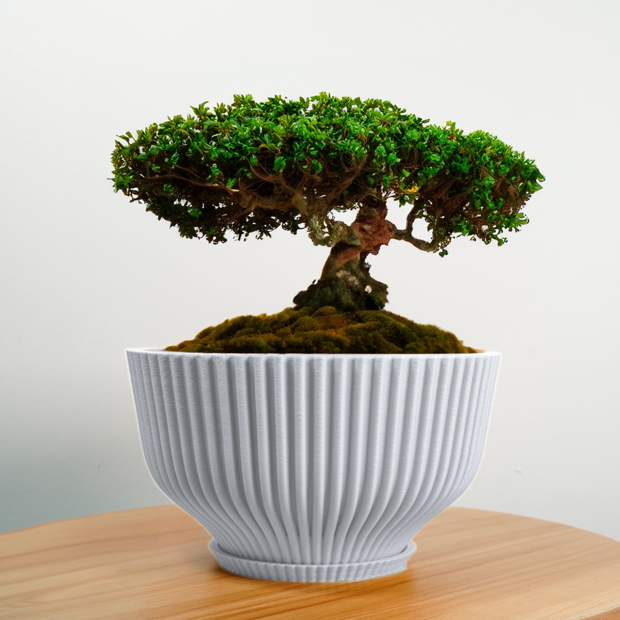 Bonsai/Tray