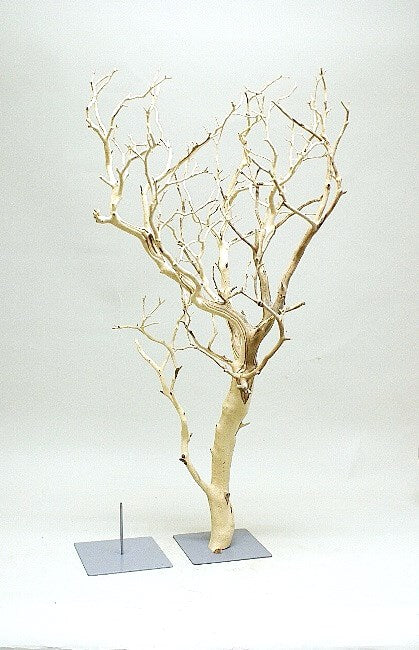 Manzanita/Branch
