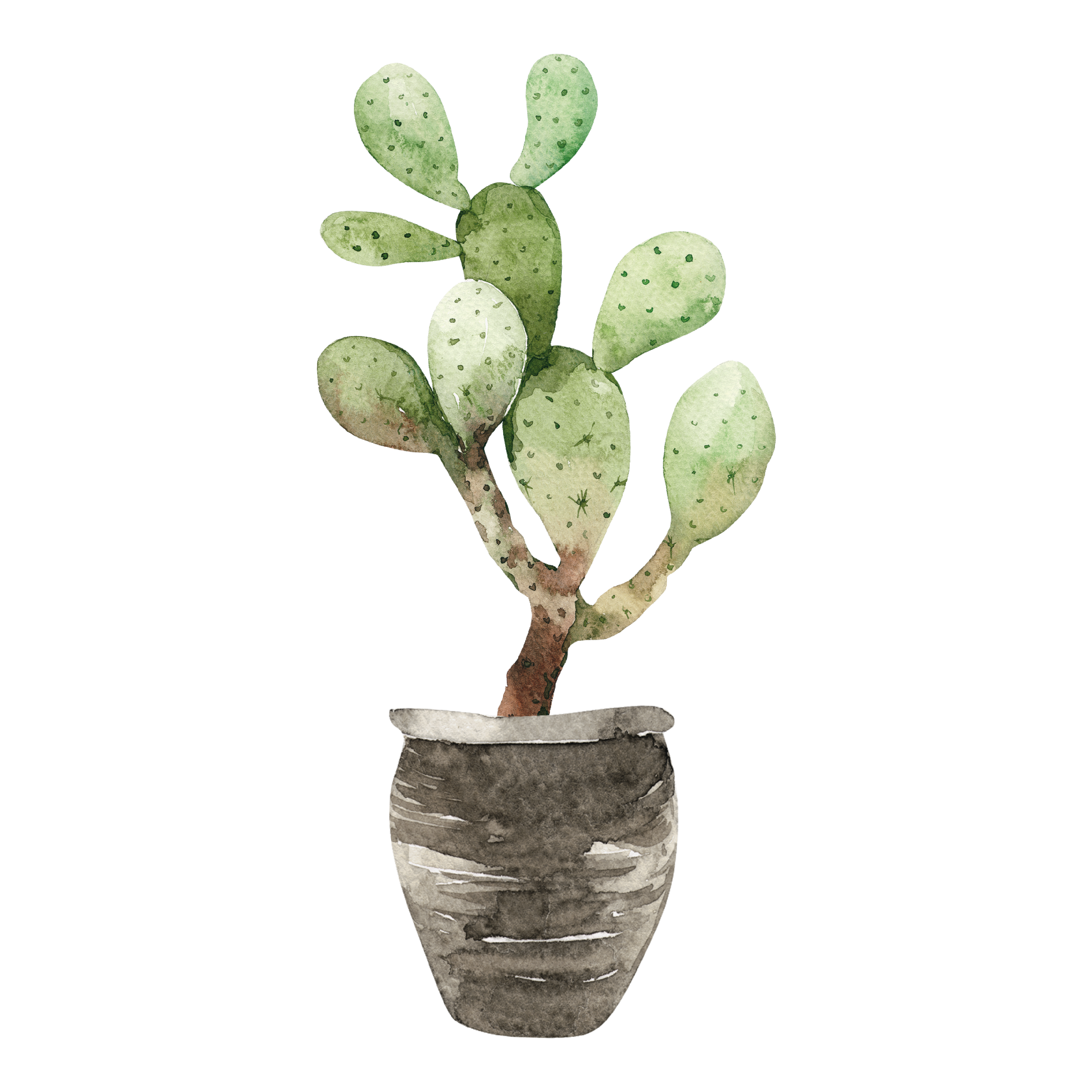 Cactus/Pot